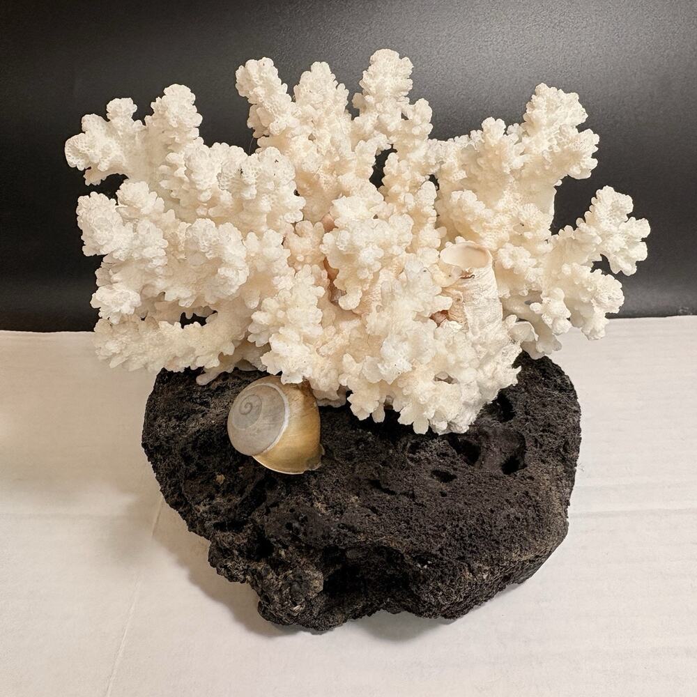 Large Coral Tree on Lava Natural White Branching Acropora Beach Decor Sea Shells